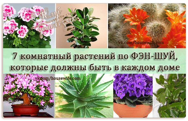 Десять цветов которые должны быть в доме и Десять цветов которые должны быть в доме и