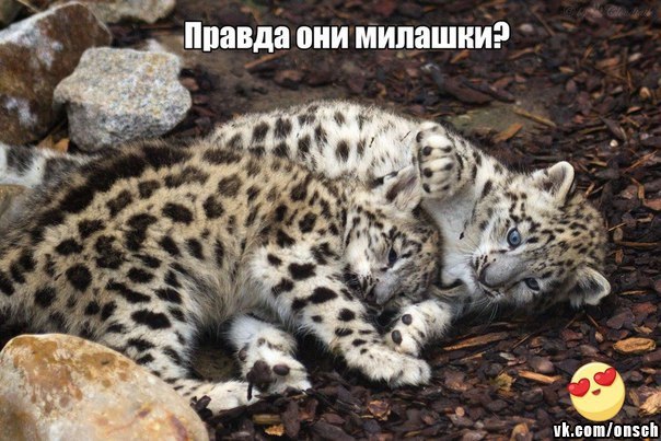 Роддом в сергиевом посаде: популярные вопросы беременных мам и ответы Песня топает малыш минус скачать - mp3 скачать, слушать онлайн