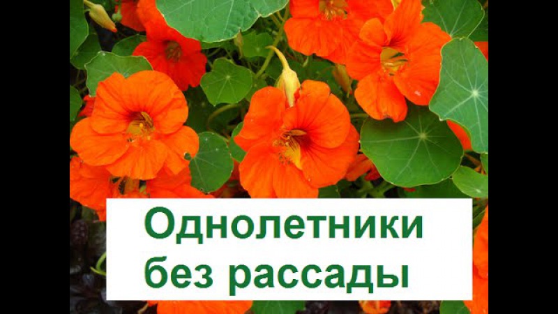 Однолетние цветы цветущие все лето без рассады название Однолетние цветы цветущие все лето без рассады название
