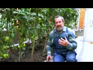 Томаты и огурцы растут в одной теплице. Николай Фурсов в программе Телеканал "Усадьба " - Мастер -садовод новый сезон видео
