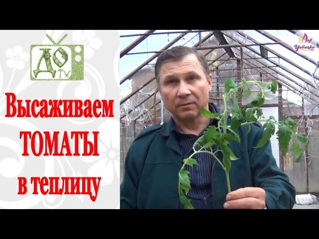 Когда высаживать рассаду помидоров в теплицу и открытый грунт Когда сажать томаты в открытый грунт в 2018 году. Посадка