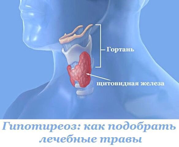 Как сделать узи горла и гортани 102 Как сделать узи горла и гортани 192