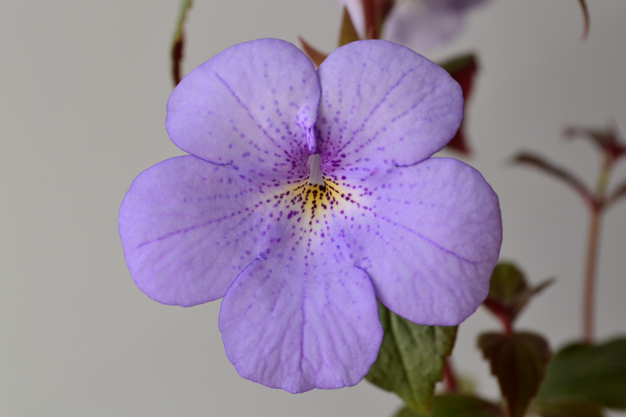 Achimenes CC