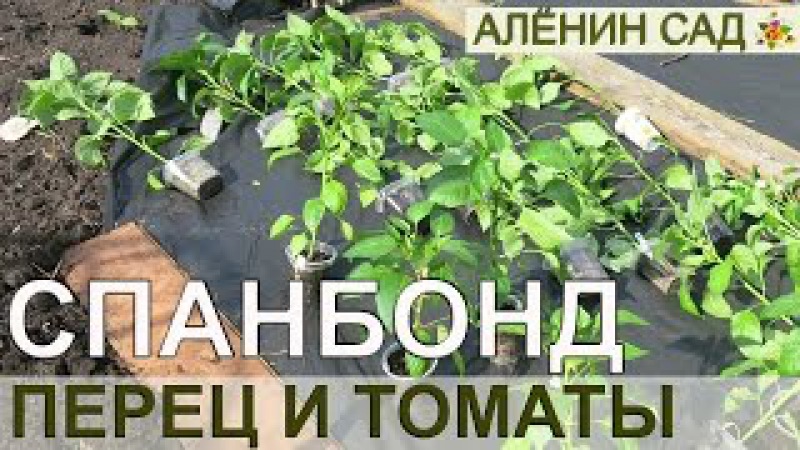Уход за смородиной осенью – подготовка к зиме новые фото Уход за смородиной осенью – подготовка к зиме новые фото