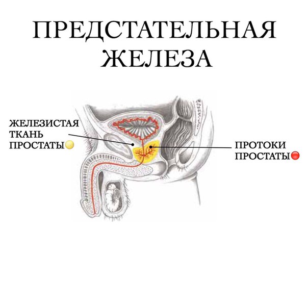 Удаление простаты после брахитерапии Удаление простаты после брахитерапии