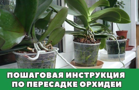 Орхидея фаленопсис уход в домашних условиях пересадка после покупки 959