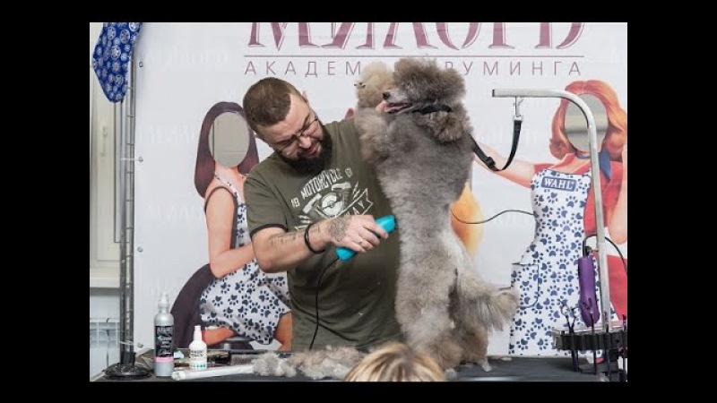 Мастер-класс по грумингу видео Мастер-класс по грумингу видео