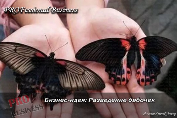 Разведение бабочек в домашних условиях как бизнес 368