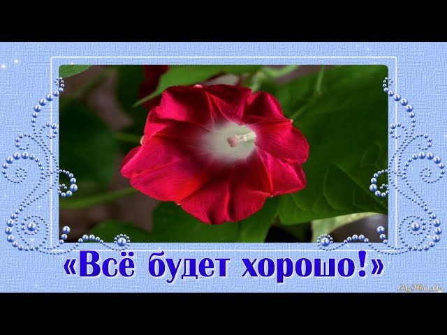 Афоризмы, умные мысли, высказывания, крылатые фразы