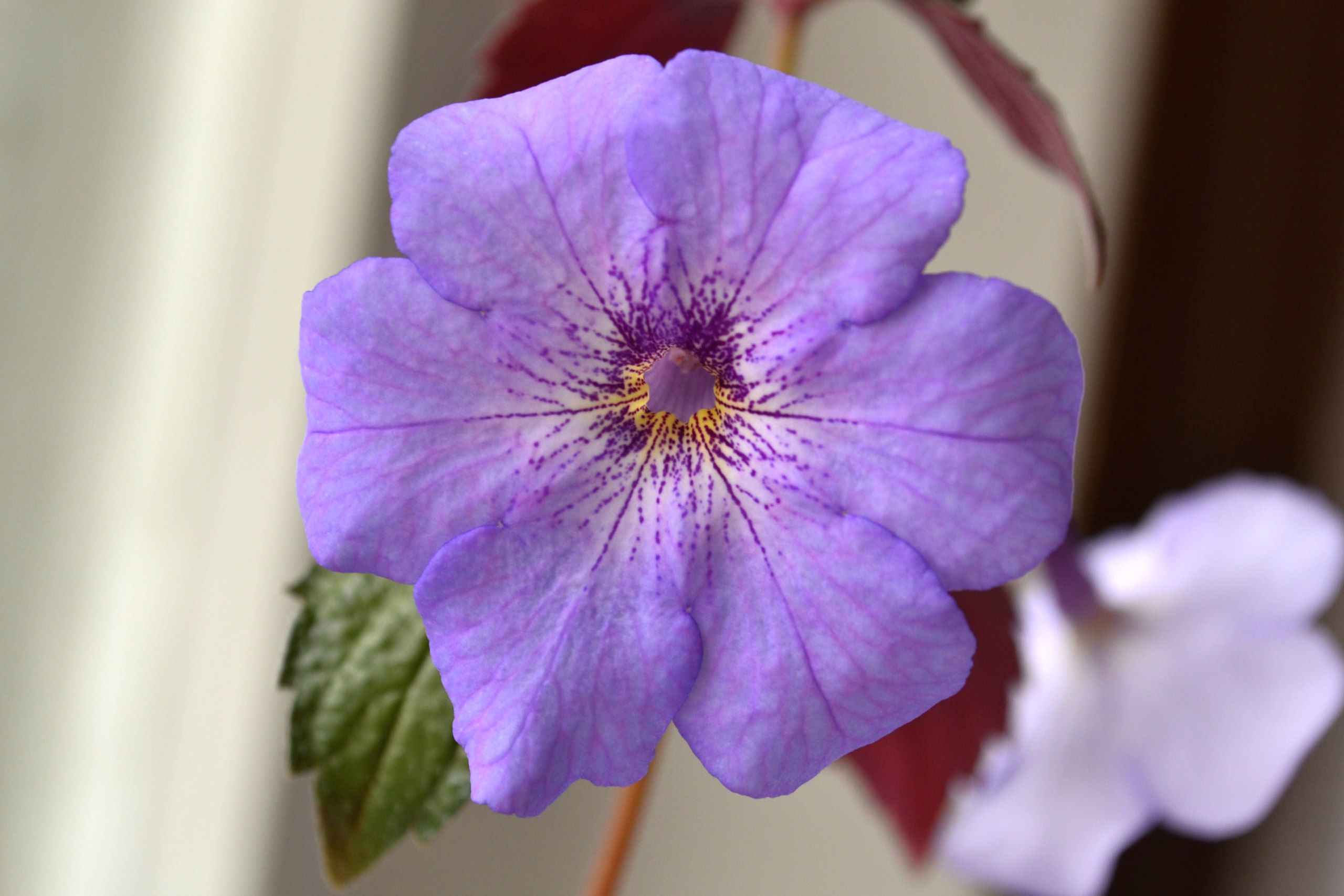 Achimenes CC