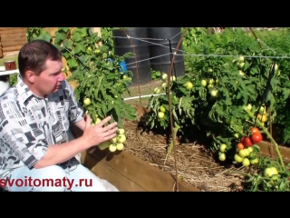 Кизима рассада помидоров Кизима рассада помидоров