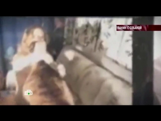 Порно видео с паниным