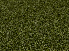 TS2009 Green Grass - 5