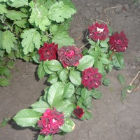 Наталья Кизилова