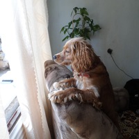 Елена Плеханова