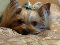 Ирина Мищенко