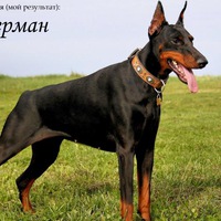 Коля Петров