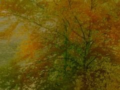 JVC@-Trees#41 Beech autumn HI-res 31m