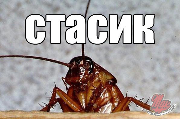 Картинки с надписью таракан, открытка