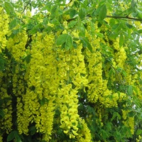 Ирина Чёрная