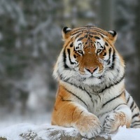 Татьяна Левина