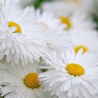 Гузалия Гарипова