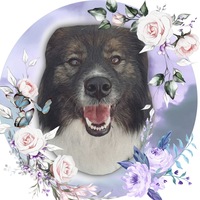 приют для собак вичуга. приют "добрый дом"(г. бездомные животные соликамск. помоги найти дом бездомным животным в соликамске. пвс соликамск приют для животных.