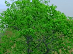 JVC-Trees#21 Linden 15m