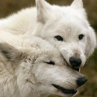 Дима Волков