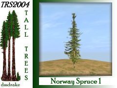 Norway Spruce 1 20m