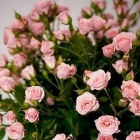 Таня Попова