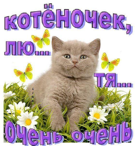Открытка я люблю тебя мой котик