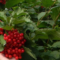 Людмила Скворцова