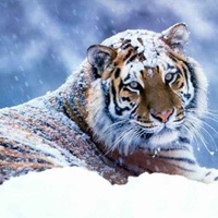 Тамара Кузнецова