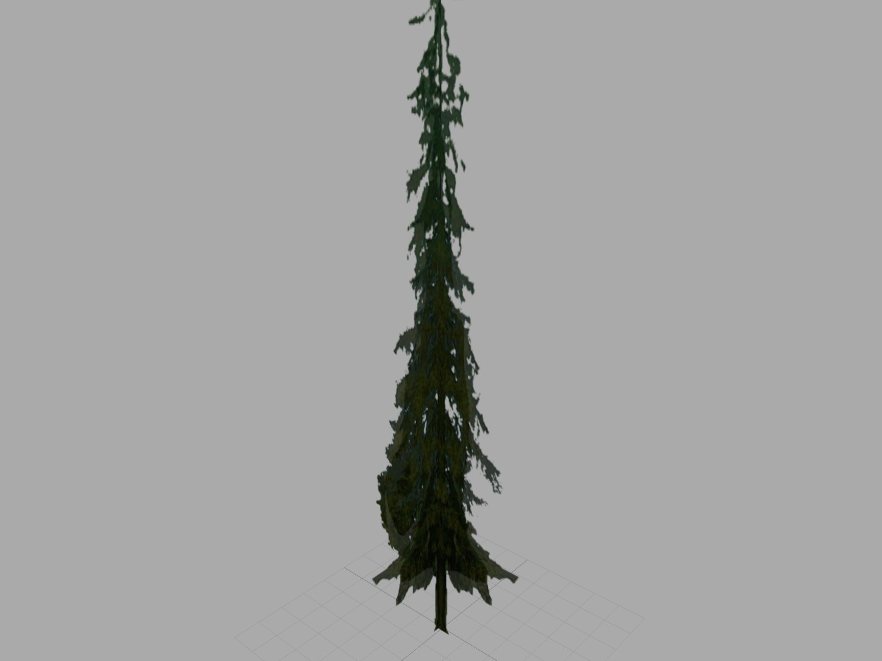 Spruce 1