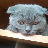 Борис Попов