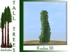 Kudzu 10 13m