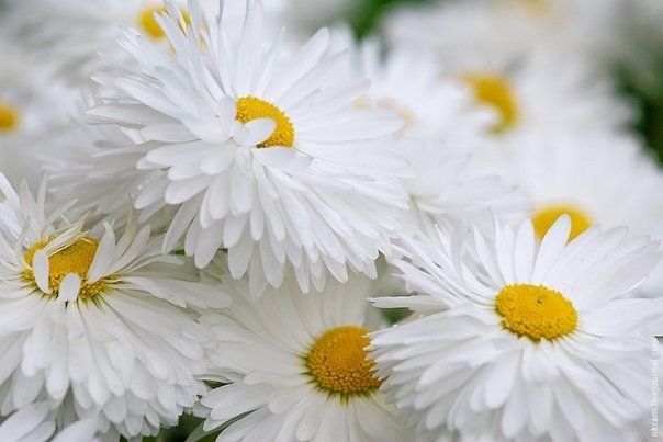 Александра Алексеева, Украина, Белгород-Днестровский