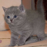 Кирилл Андреев