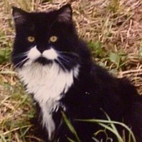 Максик Черемных