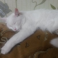 Елена Косарева