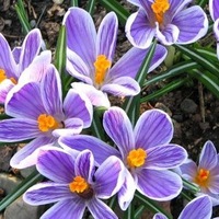 Светлана Смешкина