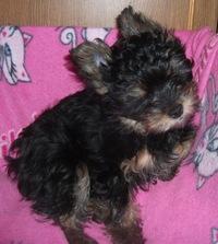 Валентин Котов