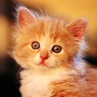 Люся Петрова