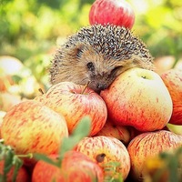 Светлана Морозова