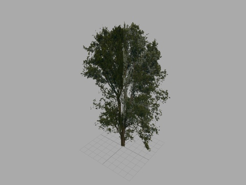 UD-G: tree14 - willow 20 m