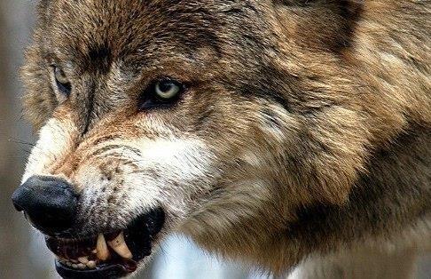 Игорь Гайса, Беларусь, Гродно