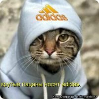 картинки коты крутые онлайн картинки коты крутые