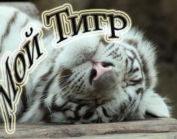 Открытка моему любимому тигру, веночками открытка для
