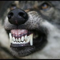 Жека Волков